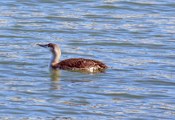 Red-throated Loon Photo by Simon Thompson